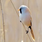 Bearded tit in Lancashire