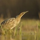 Eurasian bittern in Lancashire