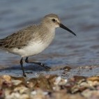 Dunlin in Lancashire