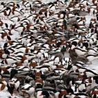 Flock of shelduck in Martin Mere, Lancashire