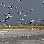 Flock of shelduck in Martin Mere, Lancashire