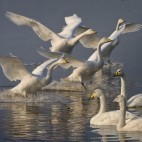 Whooper swans in Lancashire