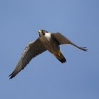 Peregrine falcon in Lancashire