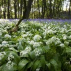 Ramsons and bluebells in Lancashire woodland