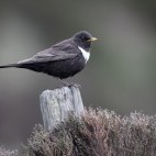 Ring ouzel in Lancashire