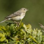 Tree pipit in Lancashire