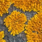 Lichen.
