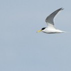 Little tern