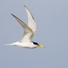 Little tern in the UK