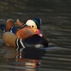 Male mandarin duck