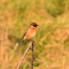 Male stonechat in the UK