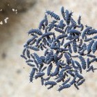 Marine springtails.