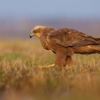 Marsh harrier
