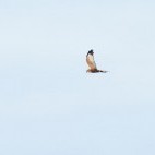 Marsh harrier