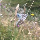 Mating chalkhill blues in North Norfolk.