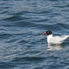 Mediterranean gull