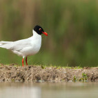 Mediterranean gull in the UK