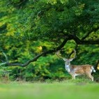 Fallow deer stag in the New Forest, Hampshire.