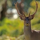 Fallow deer stag in the New Forest, Hampshire.