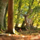 Fallow deer stag in the New Forest.
