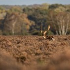 Fallow deer stag in the New Forest.