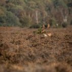 Fallow deer stag in the New Forest.
