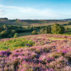 New Forest National Park in the UK