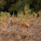 Red deer in the UK.