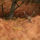 Red deer stag in the New Forest, Hampshire.