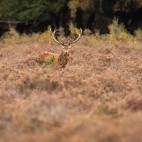 Red deer stag in the New Forest, Hampshire.