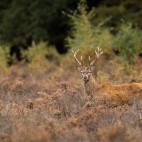 Red deer stag in the New Forest, Hampshire.
