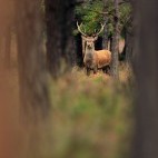 Red deer stag in the New Forest, Hampshire.
