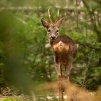 Roe deer in the New Forest, Hampshire.