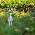 White hart fallow deer stag in the New Forest, Hampshire.