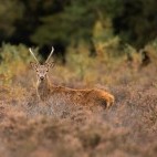 Young red deer stag in the New Forest, Hampshire.