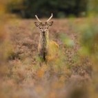 Young red deer stag in the New Forest, Hampshire.