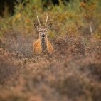 Young red deer stag in the New Forest, Hampshire.