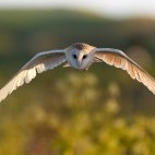 Barn owl