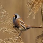 Bearded tit in Norfolk, UK