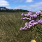 Common sea lavender in Holkham, Norfolk.