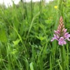 Common spotted orchid in Beeston Bog, Norfolk.