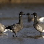 Dark-bellied brent goose in Norfolk