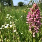 Early marsh orchid in Yare Valley, Norfolk.