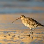Eurasian curlew in Norfolk