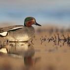 Eurasian teal in Norfolk, UK