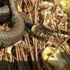Grass snake in Yare Valley, Norfolk.