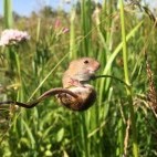 Harvest mouse in Yare Valley, Norfolk.