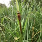 Norfolk hawker in Yare Valley, Norfolk.