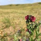 Hound's tongue in Holkham, Norfolk.