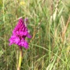 Pyramidal orchid in Holkham, Norfolk.